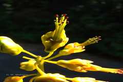 Caesalpinia cucullata